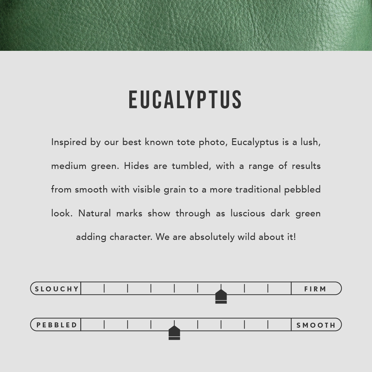 Eucalyptus | infographic
